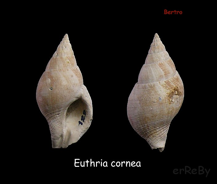 Euthria cornea (L., 1758).jpg